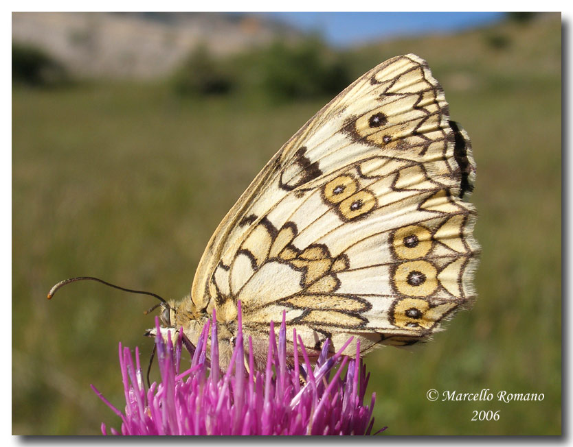 Un''altra Melanargia si posa sul forum: Melanargia russiae